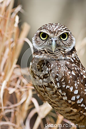 Burrowing Owl Stock Photo