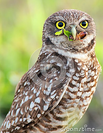 Burrowing Owl Stock Photo