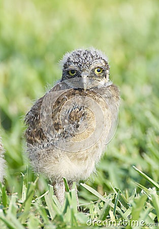 Burrowing Owl, Athene cunicularia Stock Photo