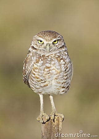 Burrowing Owl, Athene cunicularia Stock Photo