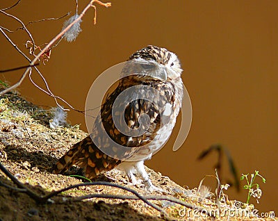 Burrowing Owl Athene cunicularia Stock Photo