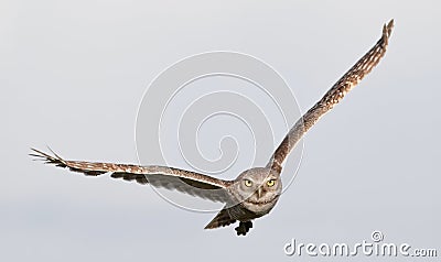 Burrowing owl Athene cunicularia in flight Stock Photo