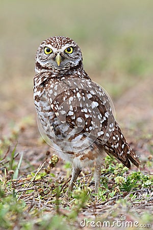 Burrowing Owl (athene cunicularia) Stock Photo