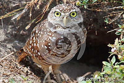 Burrowing Owl (athene cunicularia) Stock Photo