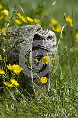 Burrowing Owl Stock Photo