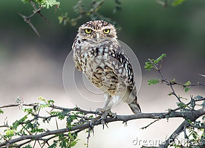 Burrowing Owl (Athene cunicularia) Stock Photo