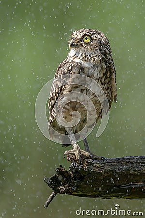 Burrowing owl Athene cunicularia are standing on a branch in heavy rain. Burrowing owls taking a rain shower. Stock Photo