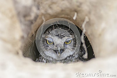 Burrowing Owl Athene cunicularia standing on the ground. Burrowing Owl sitting in the nest hole. Burrowing owl protecting home. Stock Photo