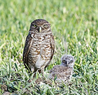 Burrowing Owl and Baby Stock Photo