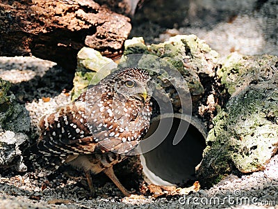 Burrowing Owl and Burrow Stock Photo