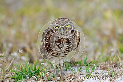 Burrowing Owl Cape Coral Florida Stock Photo