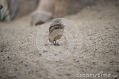 Burrowing owl Stock Photo