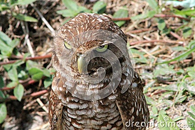 Burrowing owl menacing look Stock Photo