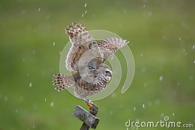 Burrowing Owl in Southwest Florida Stock Photo