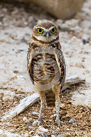 Burrowing Owl Standing Tall near Burrow Home Stock Photo