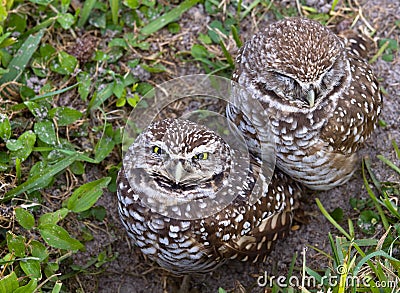 Burrowing Owls Stock Photo