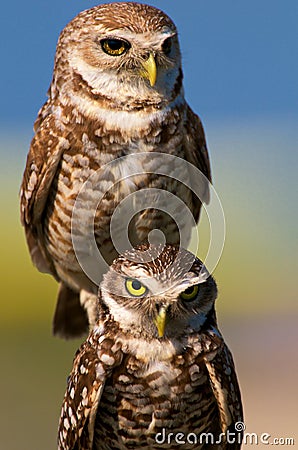 Burrowing owls Stock Photo