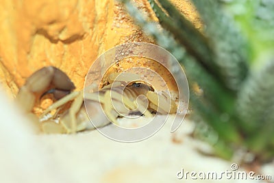 Burrowing thick-tailed scorpion Stock Photo