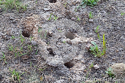 Burrows of mice in the ground.Focus in blur.Ð¡oncept of harm of rodents for garden plantings,winterizing of house Stock Photo