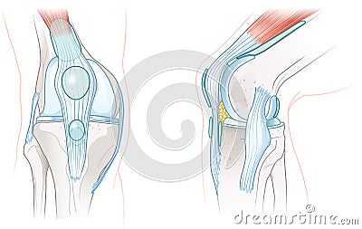 Bursae of the knee joint. Illustration Stock Photo