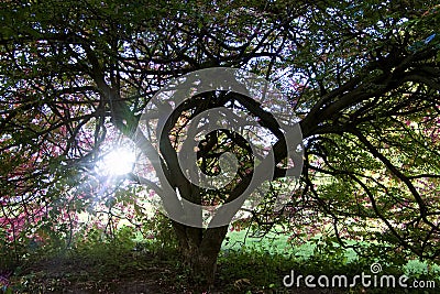 Upward View Of Large Tree In Autumn Sunlight Stock Photo