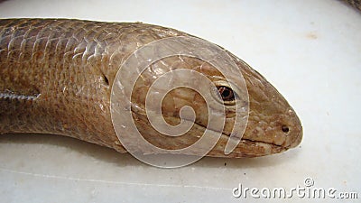 Burton`s legless lizard : Lialis burtonis. its characteristics: possessing eyelids, possessing external ear openings close up of l Stock Photo