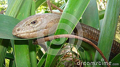 Burton`s legless lizard : Lialis burtonis. its characteristics: possessing eyelids, possessing external ear openings close up of l Stock Photo