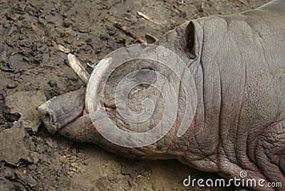 Buru Babirusa - Babyrousa babyrussa Stock Photo