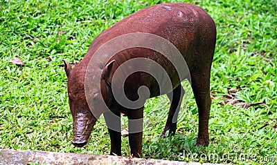 Buru babirusa Stock Photo