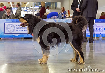 Buryat-Mongolian Wolfhound Also Known As Hotosho Editorial Stock Photo