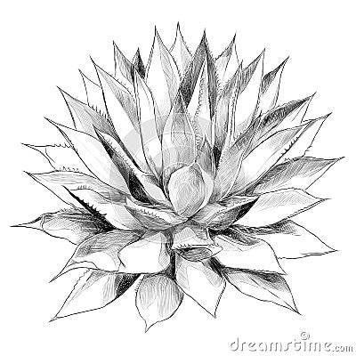 Bush agave sketch vector graphics Vector Illustration