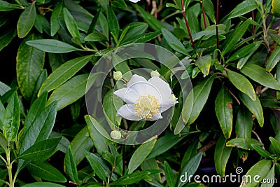 Bush Anemone, Carpenteria californica, California native shrub Stock Photo