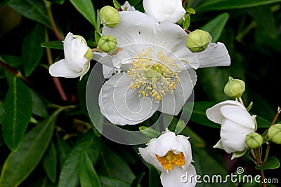 Bush Anemone, Carpenteria californica, California native shrub Stock Photo