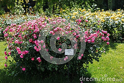 A bush of angel roses in the garden. Floribunda rose in the botanical garden Stock Photo