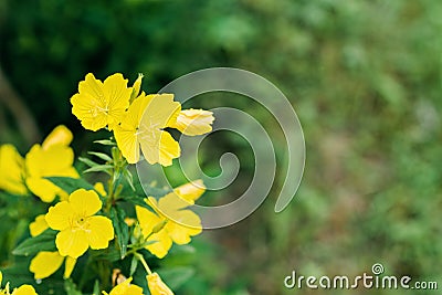 A bush of beautiful cute yellow oenothera fruticosa flowers. Soft selective focus Stock Photo