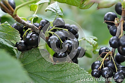 On the bush berries are ripe currant Stock Photo