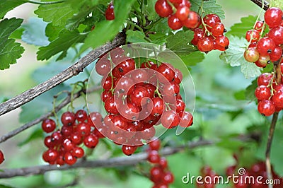 On the bush berries are ripe redcurrant Stock Photo