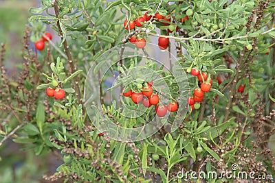 Bush With Berries Stock Photo