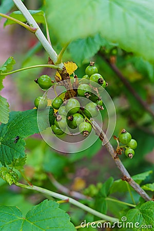 A bush of a black currant with not yet ripened green berries.in the garden Stock Photo