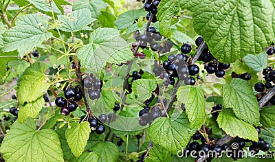 Bush of blackcurrant - black and sweet berries Stock Photo