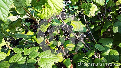 Bush with blackcurrant in the garden Stock Photo