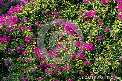 Bush of blooming bindweed mandevilla with pink flowers Stock Photo