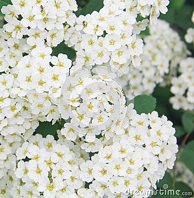 Bush of blooming hawthorn in the summer Stock Photo