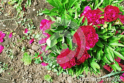 Bush of blooming red peonies close-up Stock Photo