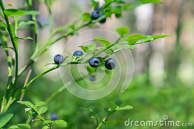 A bush with blueberries in the forest Stock Photo