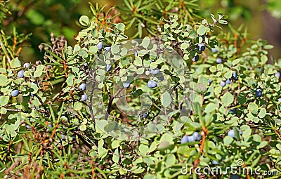 Bush blueberry, Northern forest Stock Photo