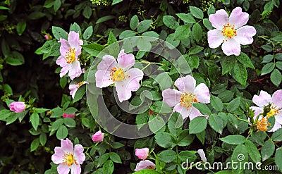 Bush of brier with colors Stock Photo