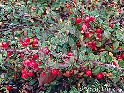 A bush with bright red berries on branches with small green leaves. Stock Photo