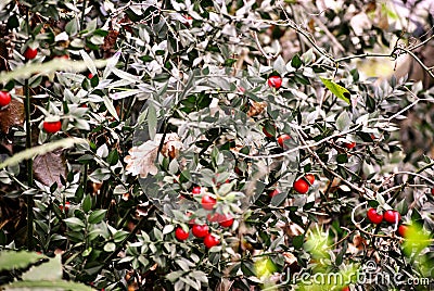 Bush of butcher`s-broom Stock Photo