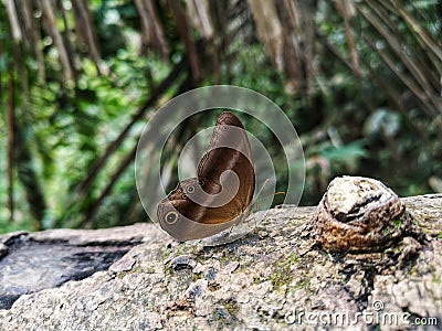 Bush butterfly on tree trunk Stock Photo